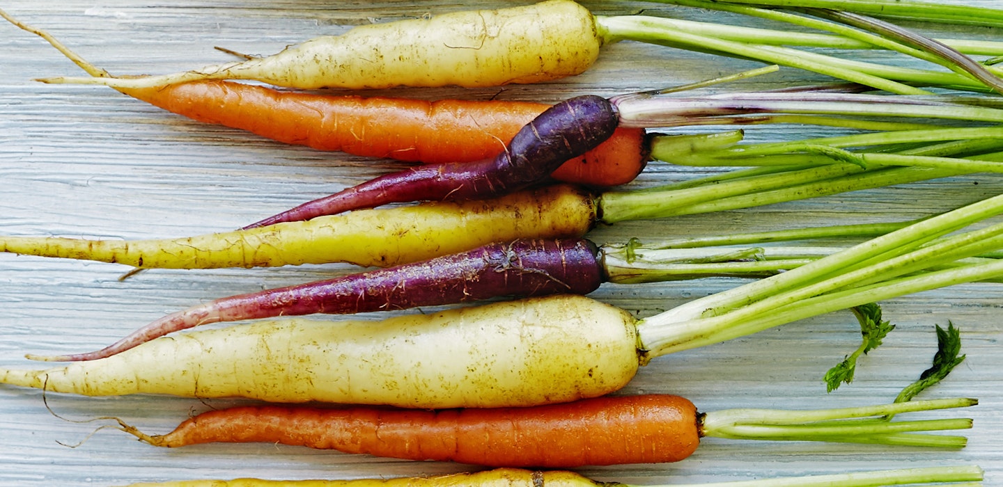 Farvede gulerødder - opskrifter med gulerødder og viden - Sæson