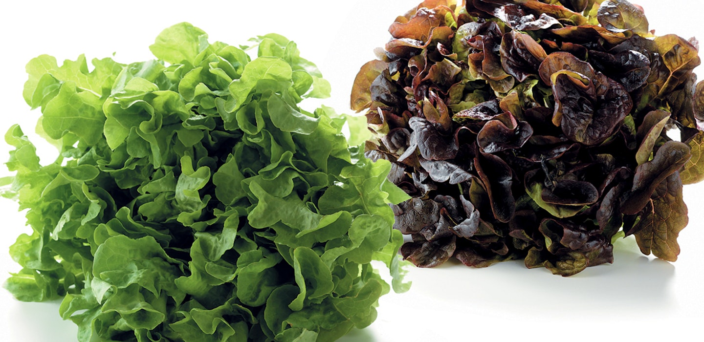 Egebladsalat - Viden og opskrifter med egeblad - Sæson