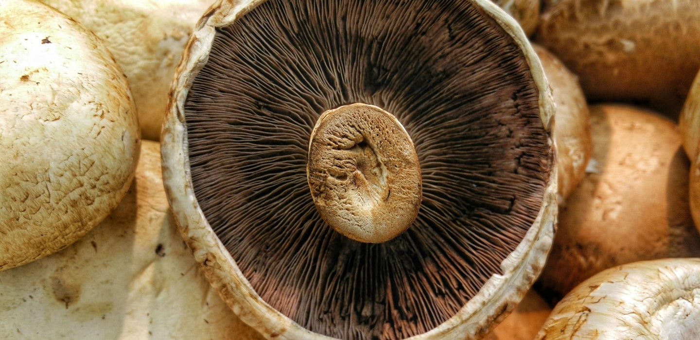 Portobello-svampe - læs om portobello og se vores mange opskrifter - Sæson