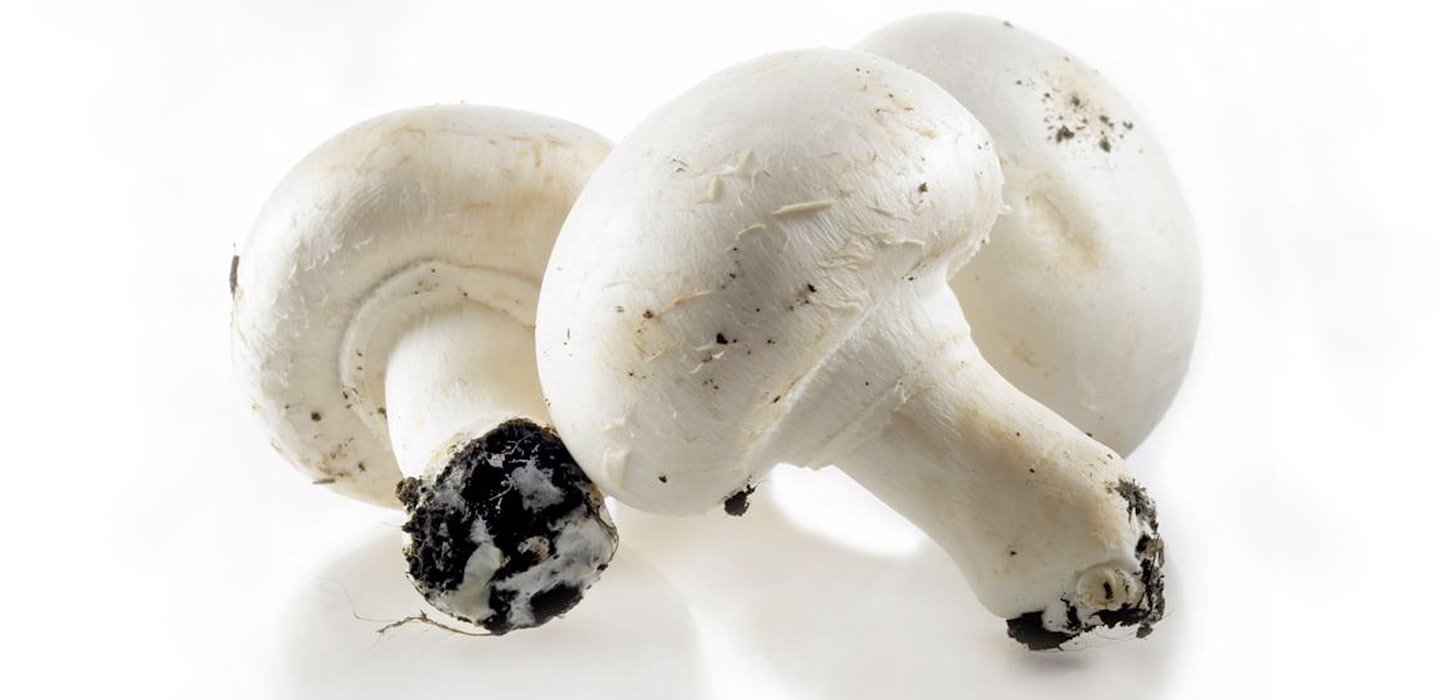 Champignon - champignon-opskrifter, tips og viden om champignon - Sæson