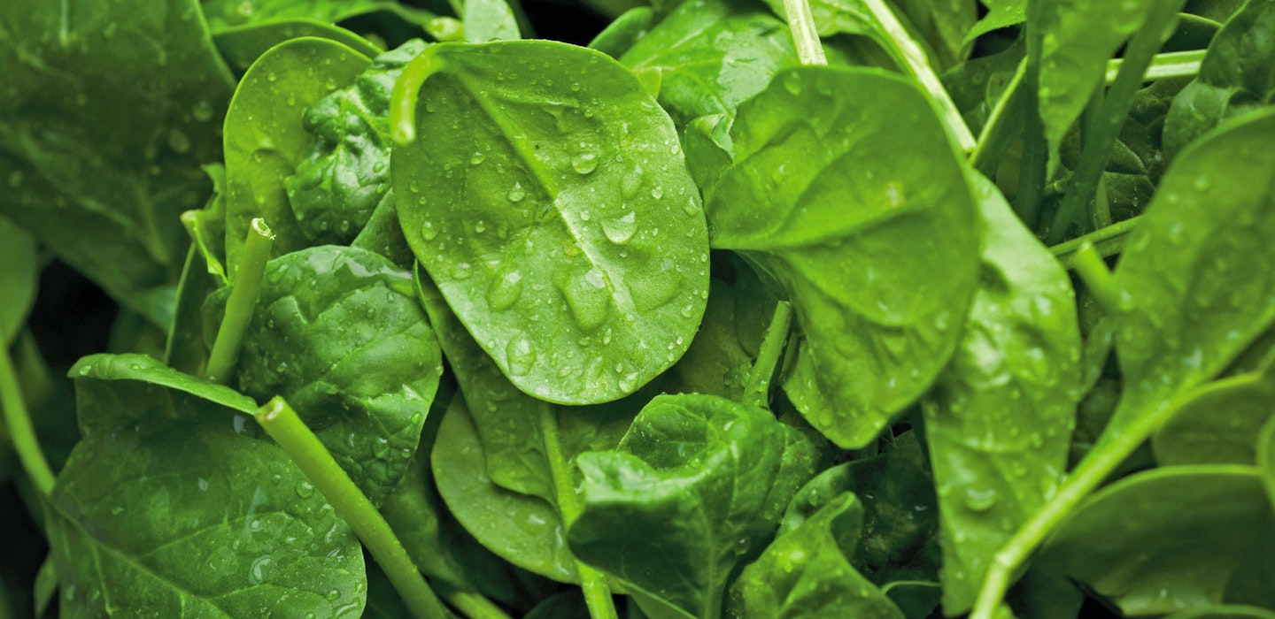 Spinat - Tips til tilberednin og opbevaring - Opskrifter med spinat