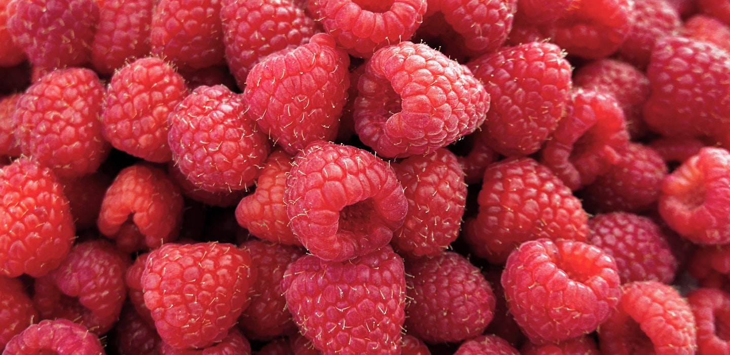 Hindbær - Opskrifter, tips og viden om hindbær - Sæson 