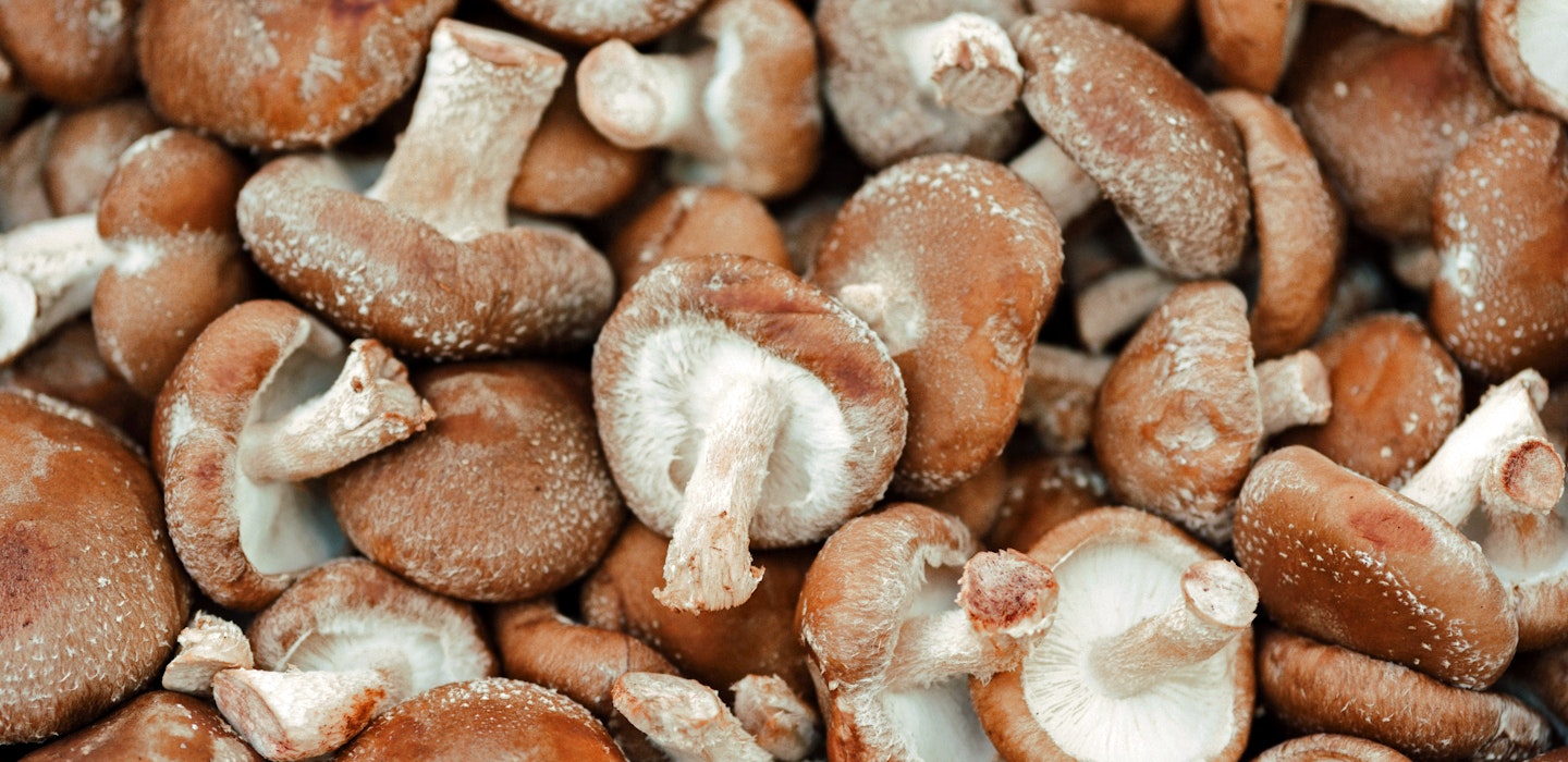 Shiitake svampe - Tips til opbevaring og tilberedning - Sæson 